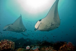 Lembongan Dive Courses