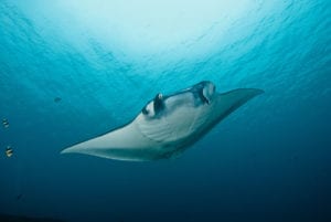 manta-ray