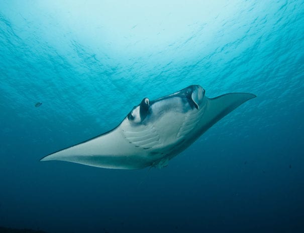 manta-ray