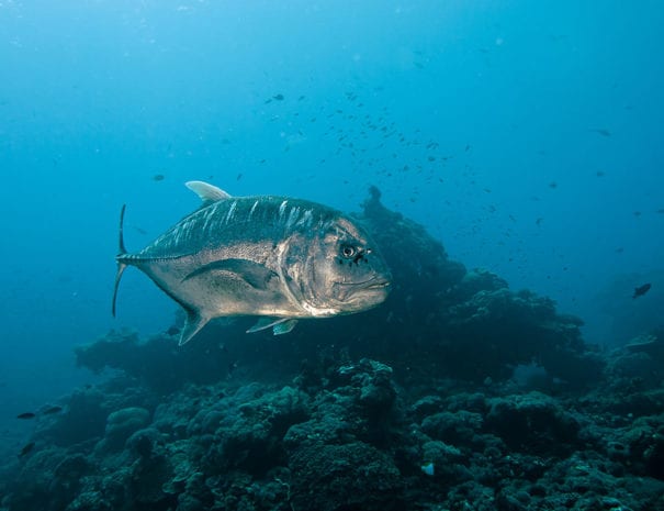 giant-trevally