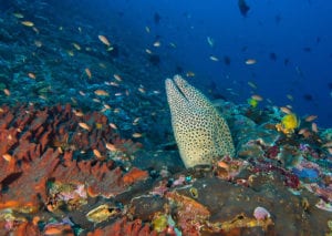 honeycomb Eel