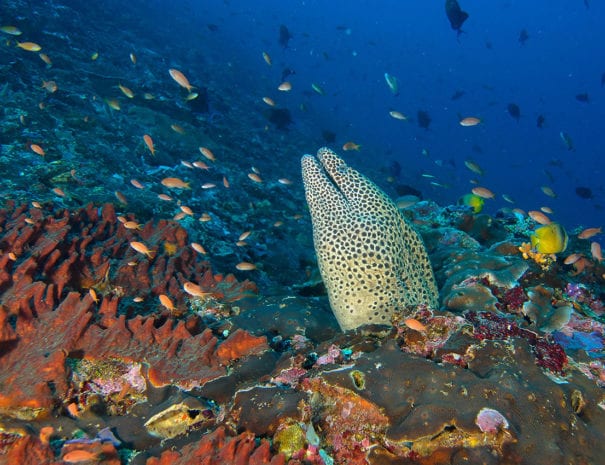 honeycomb Eel