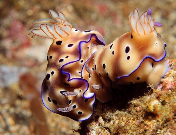 Nudibranch