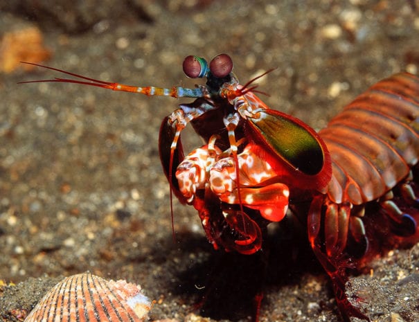 Mantish Shrimp