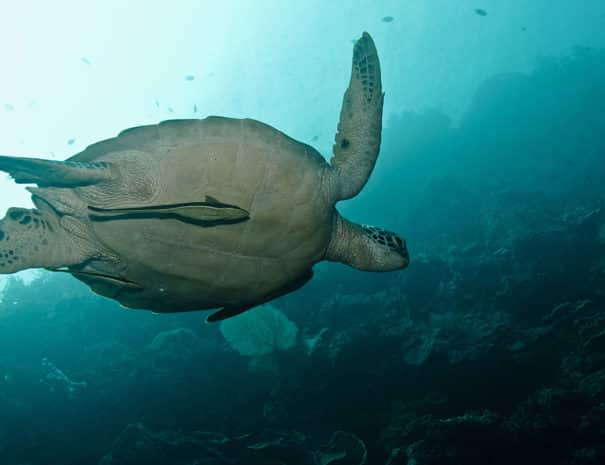 turtle-large