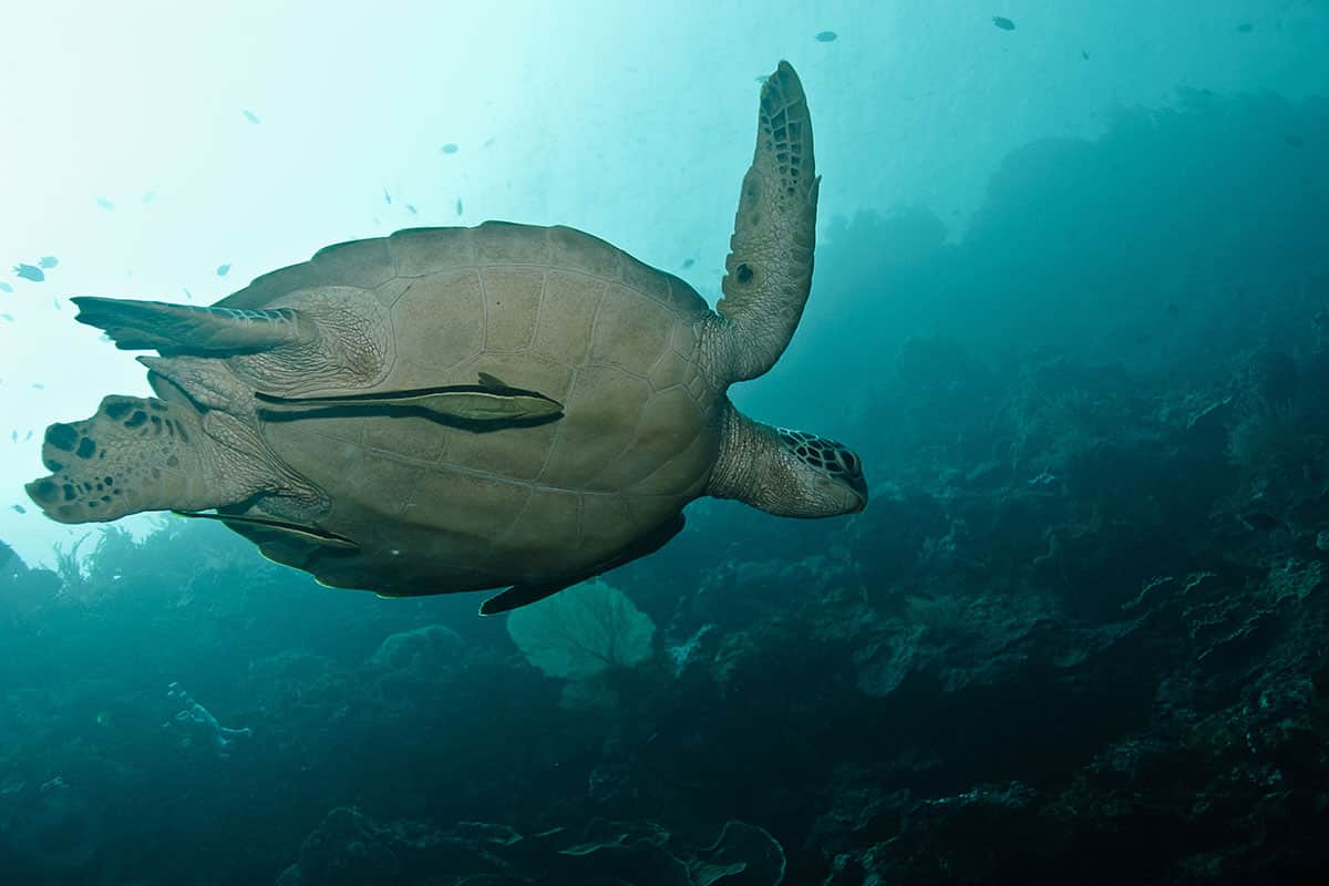 turtle-large