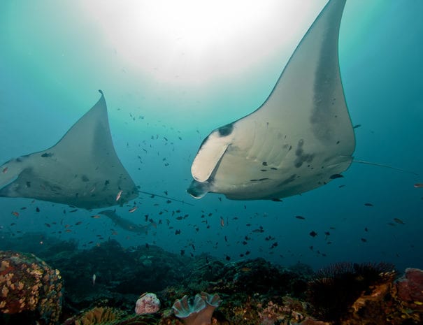Nusa Lembongan Diving