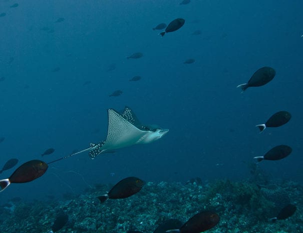 eagle-ray