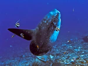 Nusa Lembongan Diving