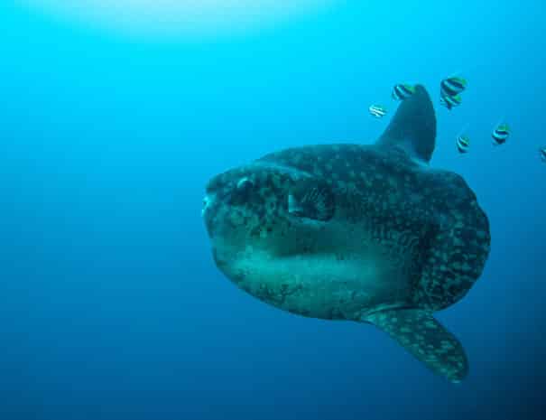 sunfish_mola-mola