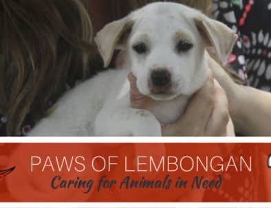 The Work of Paws of Lembongan