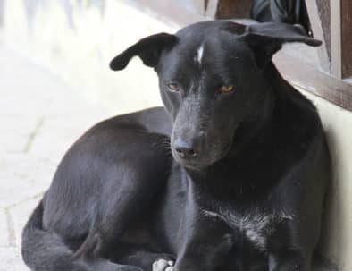 blackie