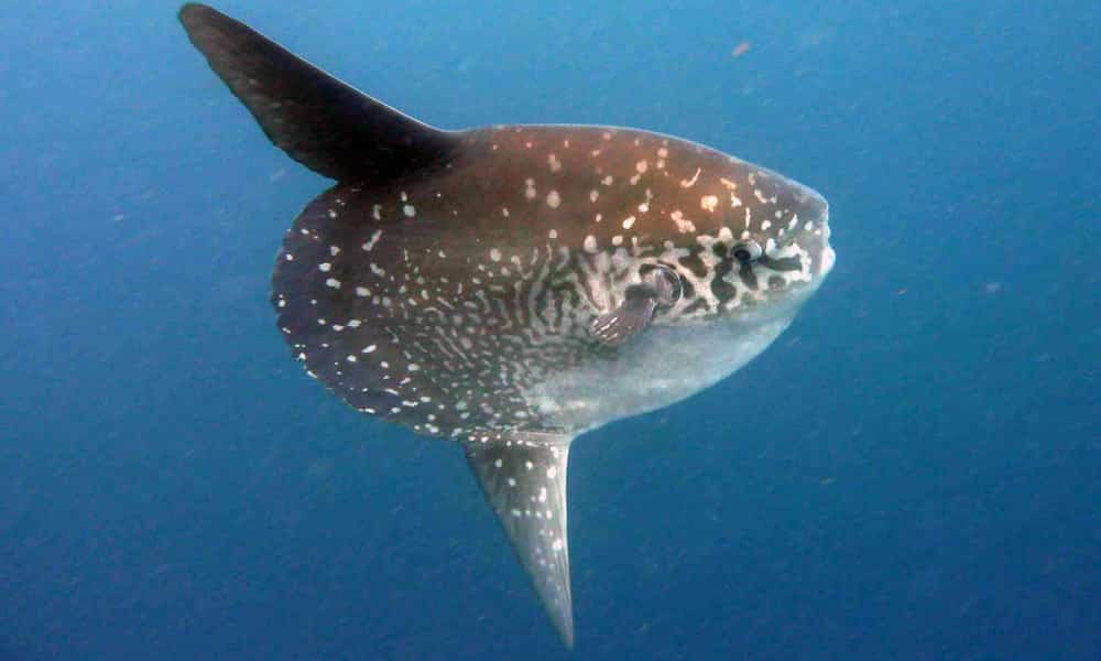 Mola Sunfish