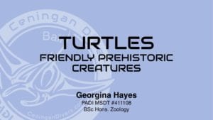 turtles