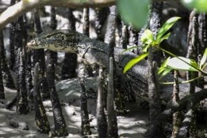 Asian water monitor lizard