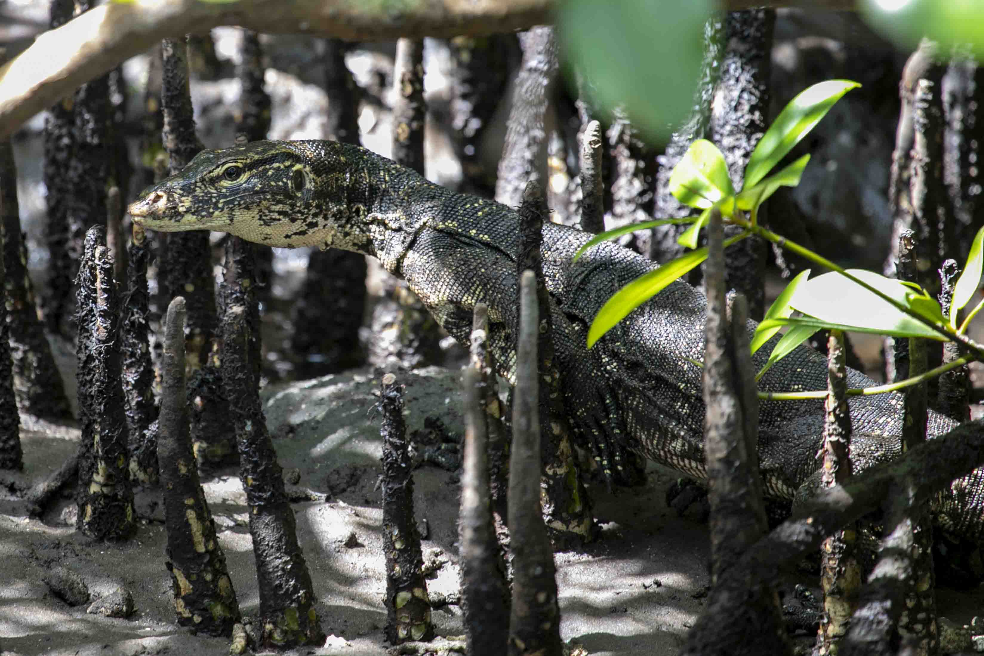 Asian water monitor lizard