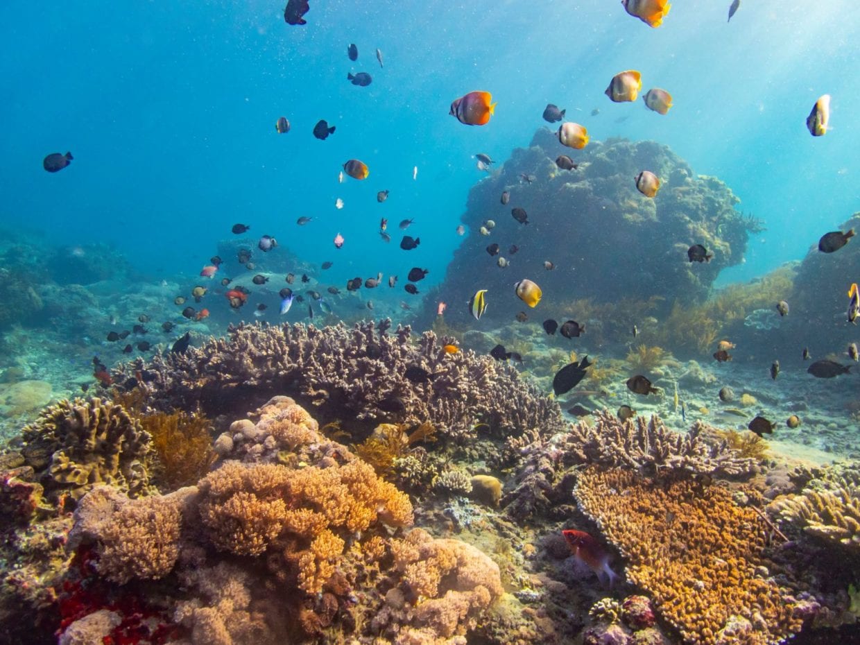Save The Reef, Master Your Buoyancy: 5 Tips For Beginning Divers ...