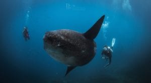 Mola (Sunfish) Diving in Nusa Penida's Marine Protected Area