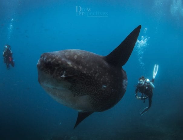 Mola (Sunfish) Diving in Nusa Penida's Marine Protected Area