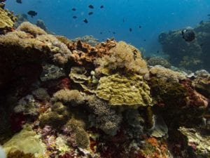 Diving Lembongan