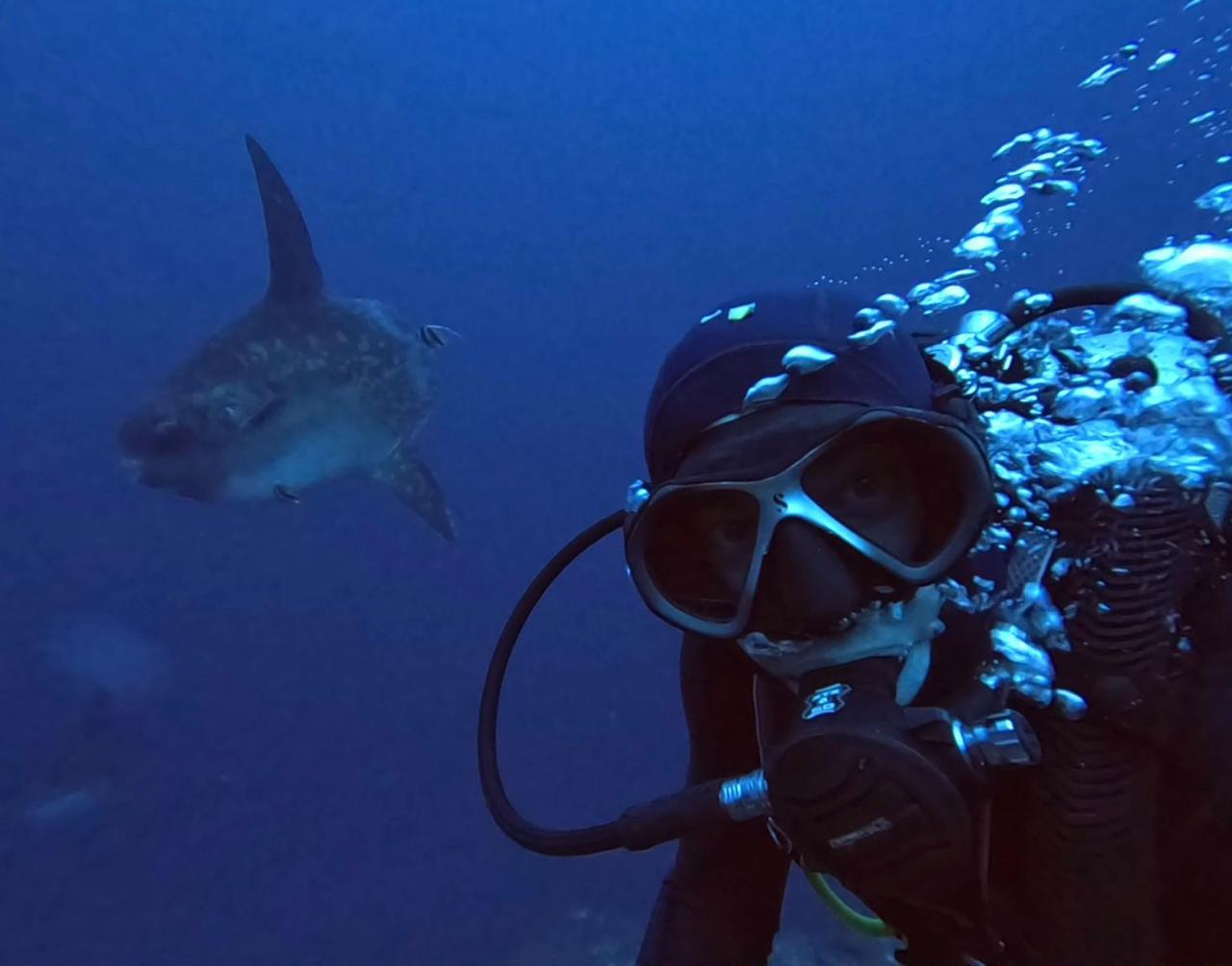 Divemaster Spotlight - Meet Stefan Vogel - Diving with Mola