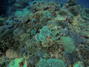 Dive with Ceningan Divers