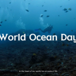 On June 8th, the global community came together to celebrate World Ocean Day, a day dedicated to honoring and protecting our magnificent oceans. The ocean, with its vastness and mystery, holds a special place in our hearts. It's not just a source of wonder and adventure; it's the lifeblood of our planet, providing us with oxygen, food, and countless resources.