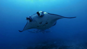 World Ocean Day Manta Train at Nusa Penida